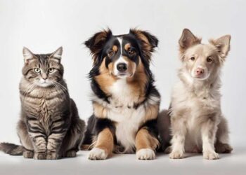 Δήμος Εορδαίας: Διήμερο δωρεάν στειρώσεων δεσποζόμενων γατιών και σκύλων ευπαθών ομάδων & ποιμενικών σκύλων