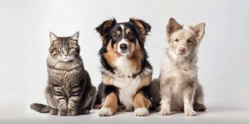 Δήμος Εορδαίας: Διήμερο δωρεάν στειρώσεων δεσποζόμενων γατιών και σκύλων ευπαθών ομάδων & ποιμενικών σκύλων