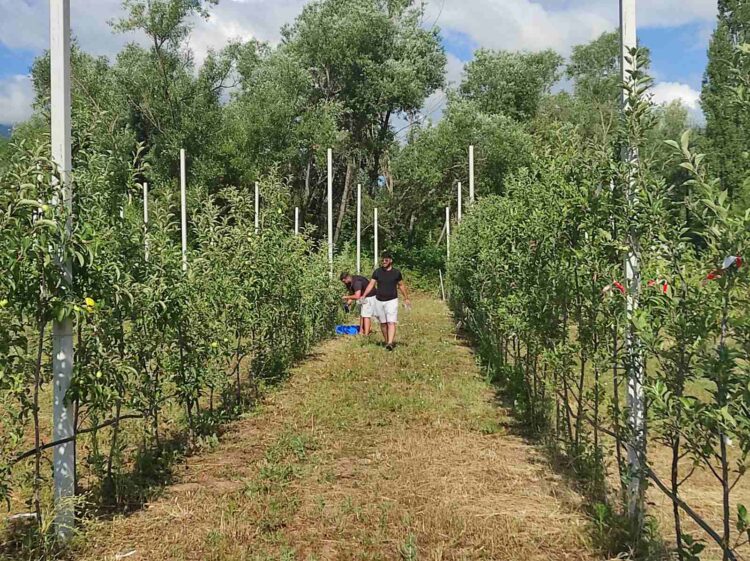 Στον πειραματικό αγρό της Σχολής Γεωπονικών Επιστημών του ΠΔΜ γίνονται ερευνητικές καλλιέργειες σε σίκαλη, φάβα, φασόλι και συγκαλλιέργειας