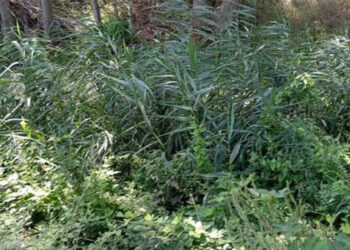 Πτολεμαΐδα: «Στέρεψε» από νερό η περιφερειακή τάφρος και «οργιάζει» η βλάστηση στις κοίτες των ρεμάτων