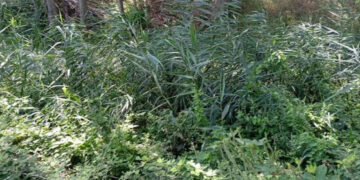 Πτολεμαΐδα: «Στέρεψε» από νερό η περιφερειακή τάφρος και «οργιάζει» η βλάστηση στις κοίτες των ρεμάτων