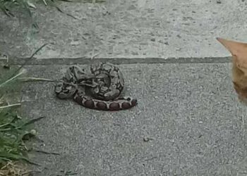 Θεσσαλονίκη: Βόλτες στην πόλη κάνουν τα φίδια λόγω ζέστης και υγρασίας - Γέμισαν πάρκα και αυλές (βίντεο)