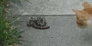 Θεσσαλονίκη: Βόλτες στην πόλη κάνουν τα φίδια λόγω ζέστης και υγρασίας - Γέμισαν πάρκα και αυλές (βίντεο)