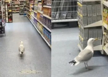 Viral έγινε απτόητος γλάρος που έκανε βόλτα σε διάδρομο σούπερ μάρκετ - Έφυγε μόνο όταν πήρε το σνακ της αρεσκείας του!
