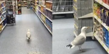 Viral έγινε απτόητος γλάρος που έκανε βόλτα σε διάδρομο σούπερ μάρκετ - Έφυγε μόνο όταν πήρε το σνακ της αρεσκείας του!