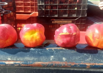 Ανησυχία στη Μακεδονία: Εξαπλώνονται τα μυστηριώδη παραμορφωμένα ροδάκινα και νεκταρίνια