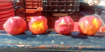 Ανησυχία στη Μακεδονία: Εξαπλώνονται τα μυστηριώδη παραμορφωμένα ροδάκινα και νεκταρίνια