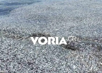 Αποκρουστικές εικόνες στο Βόλο: Με χιλιάδες νεκρά ψάρια γέμισαν οι παραλίες