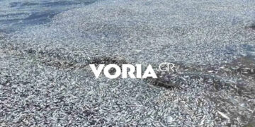 Αποκρουστικές εικόνες στο Βόλο: Με χιλιάδες νεκρά ψάρια γέμισαν οι παραλίες