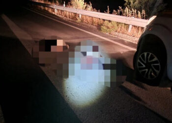 Δύο αρκουδάκια νεκρά σε τροχαίο στο δρόμο Φλώρινας – Πτολεμαΐδας (κοντά στον κόμβο Βεύης)