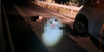 Δύο αρκουδάκια νεκρά σε τροχαίο στο δρόμο Φλώρινας – Πτολεμαΐδας (κοντά στον κόμβο Βεύης)