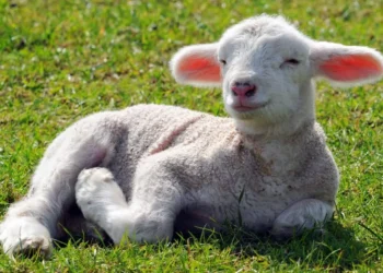 Θεσσαλονίκη: Έδεσαν αρνάκι σε προαύλιο εκκλησίας και το κλήρωναν ως δώρο σε λαχειοφόρο αγορά