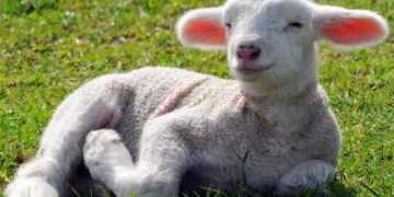 Θεσσαλονίκη: Έδεσαν αρνάκι σε προαύλιο εκκλησίας και το κλήρωναν ως δώρο σε λαχειοφόρο αγορά