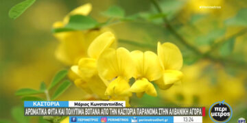 Αρωματικά φυτά και βότανα της Καστοριάς βγαίνουν παράνομα στην αλβανική αγορά (video)