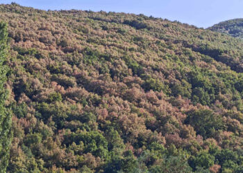 Ξεραίνονται δάση της Δυτικής Μακεδονίας – Φωτογραφίες από Φούφα και Βαρικό