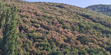 Ξεραίνονται δάση της Δυτικής Μακεδονίας – Φωτογραφίες από Φούφα και Βαρικό