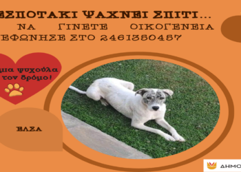 Δήμος Κοζάνης: «Υιοθέτησε ένα αδεσποτάκι» - Φωτογραφίες