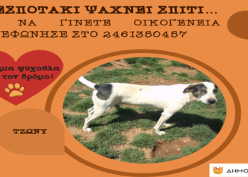 Δήμος Κοζάνης: «Υιοθέτησε ένα αδεσποτάκι» – Κάλεσε στο 2461350457 (Φωτογραφίες)