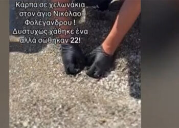 Φολέγανδρος: Λιμενικός κάνει ΚΑΡΠΑ σ’ ένα μικρό θαλάσσιο χελωνάκι (video)