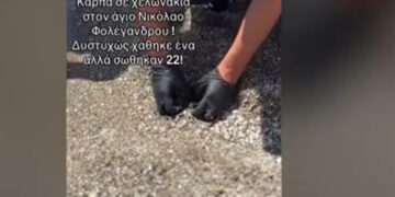 Φολέγανδρος: Λιμενικός κάνει ΚΑΡΠΑ σ’ ένα μικρό θαλάσσιο χελωνάκι (video)