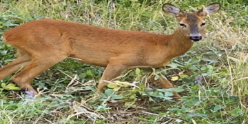 Καστοριά: Νέο τροχαίο με ζαρκάδι – Άγιο είχε συμπολίτης μας – Παραλίγο να βρεθεί σε γκρεμό