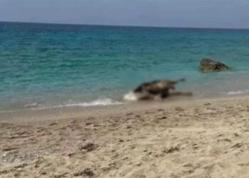 Λευκάδα: Νεκρές αγελάδες ξέβρασε η θάλασσα σε παραλίες