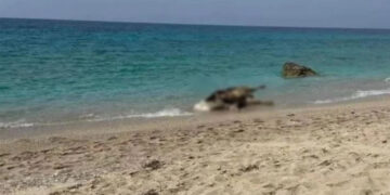 Λευκάδα: Νεκρές αγελάδες ξέβρασε η θάλασσα σε παραλίες