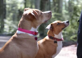 Μέχρι ποια ηλικία μπορεί ένας σκύλος να εκπαιδευτεί