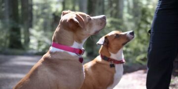 Μέχρι ποια ηλικία μπορεί ένας σκύλος να εκπαιδευτεί