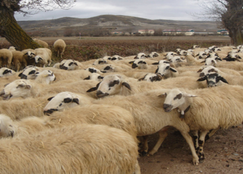 Νέα κρούσματα πανώλης των αιγοπροβάτων-Παράταση της απαγόρευσης μετακινήσεων