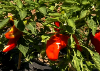 Νωρίτερα η συγκομιδή της κόκκινης πιπεριάς Φλωρίνης λόγω υψηλών θερμοκρασιών και ανομβρίας