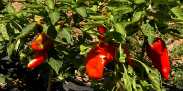 Νωρίτερα η συγκομιδή της κόκκινης πιπεριάς Φλωρίνης λόγω υψηλών θερμοκρασιών και ανομβρίας