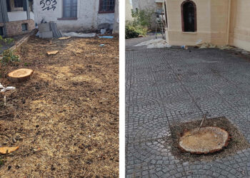 Οικολογική Κίνηση Κοζάνης: “Απαράδεκτη η κοπή δέντρων στο πάρκο Αγίου Δημητρίου”