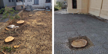 Οικολογική Κίνηση Κοζάνης: “Απαράδεκτη η κοπή δέντρων στο πάρκο Αγίου Δημητρίου”