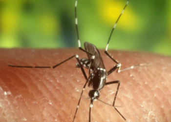 Όλα όσα χρειάζεται να ξέρετε για τα τσιμπήματα από τα κουνούπια