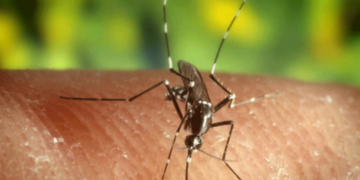 Όλα όσα χρειάζεται να ξέρετε για τα τσιμπήματα από τα κουνούπια