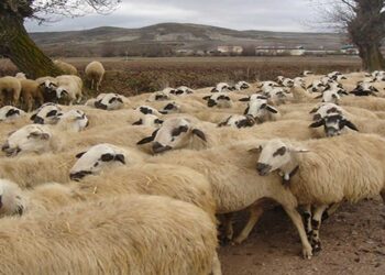 Πανελλαδική απαγόρευση μετακινήσεων αιγοπροβάτων έως τις 11/08/24