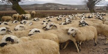 Πανελλαδική απαγόρευση μετακινήσεων αιγοπροβάτων έως τις 11/08/24