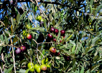 Πού θα κινηθεί φέτος η τιμή στο ελαιόλαδο - Τεράστια μείωση στη ζήτηση εξαιτίας της ακρίβειας