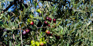 Πού θα κινηθεί φέτος η τιμή στο ελαιόλαδο - Τεράστια μείωση στη ζήτηση εξαιτίας της ακρίβειας