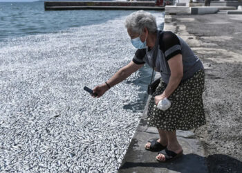 Παγκόσμια ανησυχία για τα χιλιάδες νεκρά ψάρια στον Βόλο – Τι λένε τα διεθνή ΜΜΕ