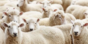 Rapid test για την πανώλη σε ζώα που εισάγονται στη χώρα - Πάνω από 14.000 θανατώθηκαν