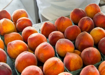 Ανησυχία για τις τιμές στα ροδάκινα: Μεγάλος κίνδυνος να παρα-ωριμάσουν τα φρούτα λόγω των καθυστερήσεων από τα “γεμάτα εργοστάσια”