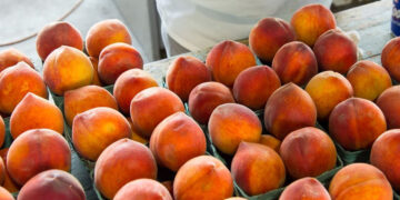 Ανησυχία για τις τιμές στα ροδάκινα: Μεγάλος κίνδυνος να παρα-ωριμάσουν τα φρούτα λόγω των καθυστερήσεων από τα “γεμάτα εργοστάσια”