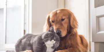 Στο Gov.gr Wallet τα στοιχεία των ζώων συντροφιάς