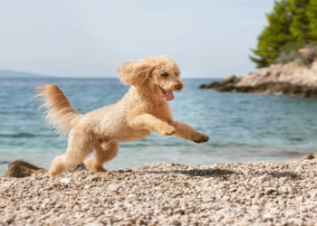 Τι πρέπει να κάνετε αν ο σκύλος σας πιει θαλασσινό νερό