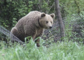 Τραγικός θάνατος για δύο μικρά αρκουδάκια στην Εθνική Οδό Φλώρινας - Κοζάνης