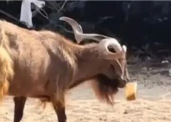 Σύβοτα: Τράγος άρπαξε freddo espresso από παραλία!