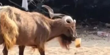 Σύβοτα: Τράγος άρπαξε freddo espresso από παραλία!