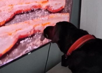 Viral βίντεο: Σκυλάκος γλείφει με πάθος μπέικον σε οθόνη τηλεόρασης!